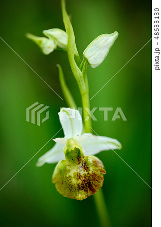 White yellow Ophrys holoserica subsp 48633130