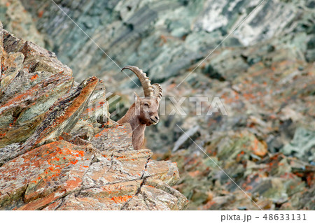 Alpine Ibex, Capra ibex on the rocky hill 48633131