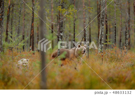 Bear family in the wood 48633132