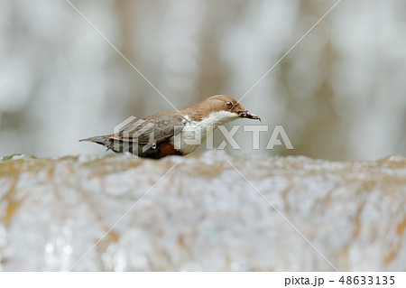 White-throated Dipper, Cinclus cinclus 48633135