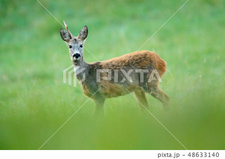 Roe deer with only one horn, unicorn 48633140