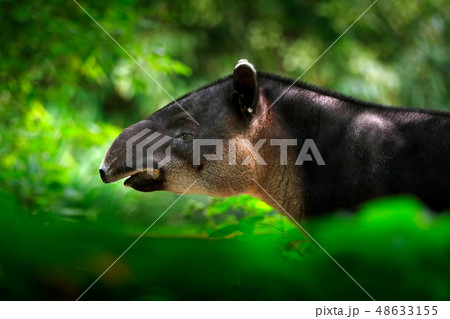Tapir in nature. Central America Baird's tapir Tapir in nature. Central America Baird's tapir 48633155