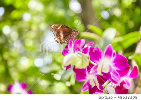 Brown butterfly on pink flower in nature Brown butterfly on pink flower in nature 48633308