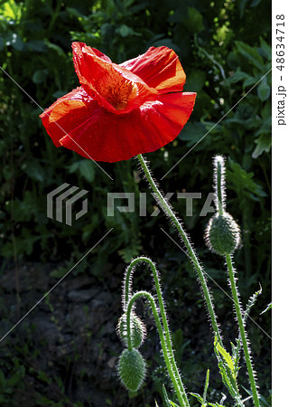 春の花 春 花 48634718