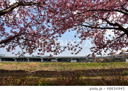 河津桜　茅ヶ崎小出川 48634945
