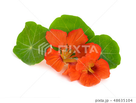 Nasturtium flowers isolated. 48635104