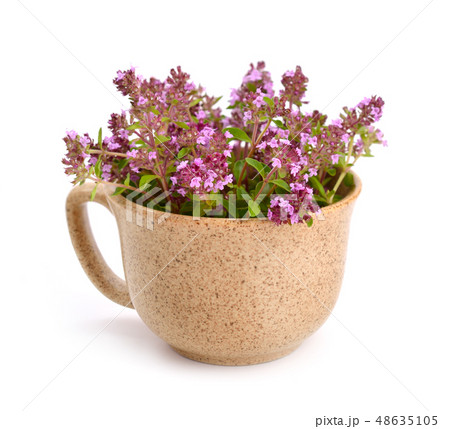 The blossoming thyme in a cup 48635105