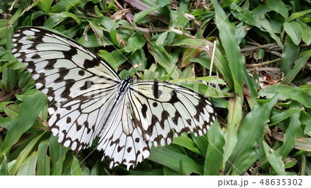 オオゴマダラ オオゴマダラ 48635302