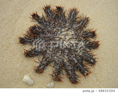 オニヒトデ 48635304