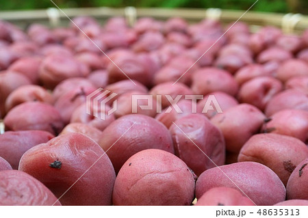 自家製梅干し　天日干し 48635313