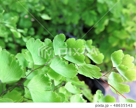 アジアンタム アジアンタム 48635543