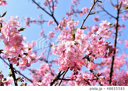 河津桜　満開 48635583