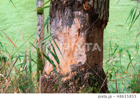 beaver chewed trees, nibbled the trunk of a tree beaver chewed trees, nibbled the trunk of a tree 48635855