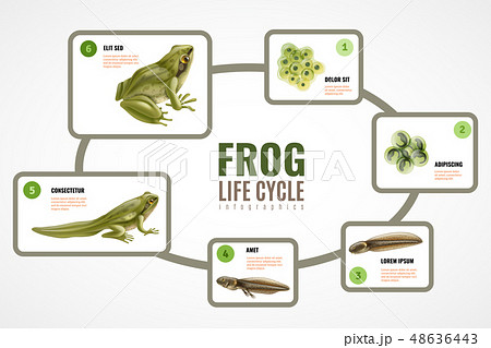 Frog Life Cycle Infographics 48636443