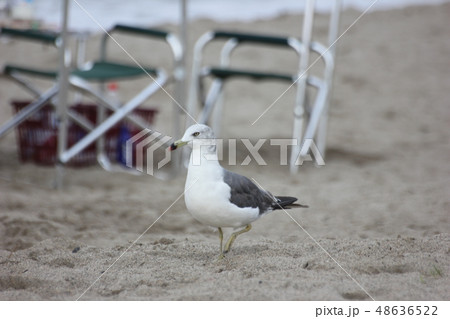 海鳥 48636522