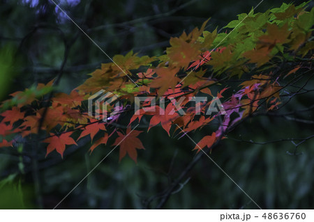 弘前城　紅葉　夏景 48636760