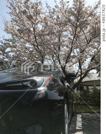 桜 桜 48637820