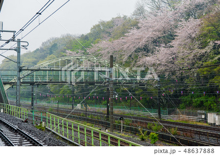 飛鳥山公園 飛鳥山 春 48637888