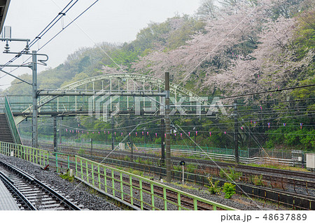 飛鳥山公園 飛鳥山 春 48637889