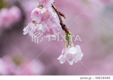山桜01 48638466