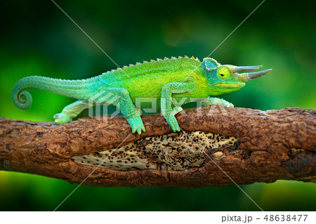 Jackson's Chameleon, Trioceros jacksonii 48638477
