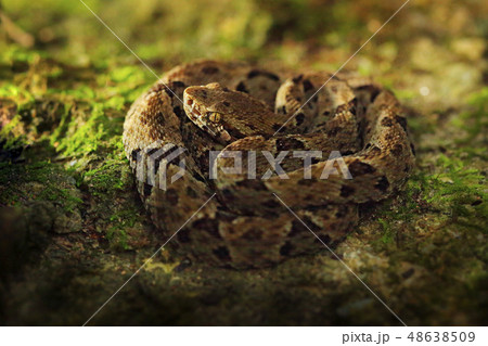 Common Lancehead, in the tropical forest 48638509