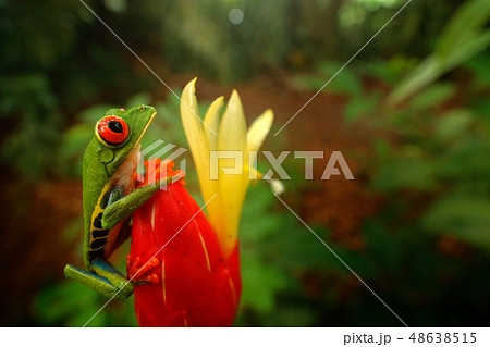 Red-eyed Tree Frog in nature habitat 48638515