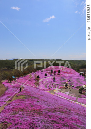 北海道 大空町 ひがしもこと芝桜公園 北海道 大空町 ひがしもこと芝桜公園 48638988
