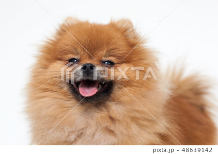Portrait of a young orange pomeranian spitz 48639142