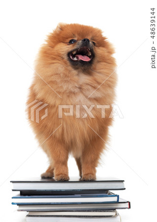 Pomeranian dog is standing on a pile of books. Pomeranian dog is standing on a pile of books. 48639144