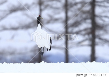 タンチョウ 48639183