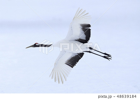タンチョウ 48639184