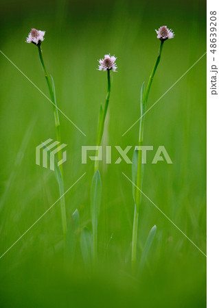 Traunsteinera globosa, Globe Orchid Traunsteinera globosa, Globe Orchid 48639208