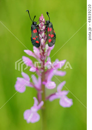 Gymnadenia conopsea, Common Fragrant Orchid Gymnadenia conopsea, Common Fragrant Orchid 48639210