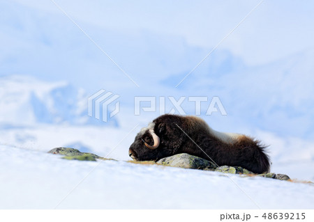 Musk Ox, Ovibos moschatus, with mountain Musk Ox, Ovibos moschatus, with mountain 48639215