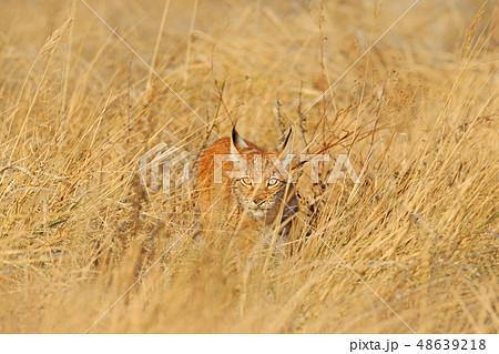 Portrait of Eurasian Lynx, wild cat on the meadow Portrait of Eurasian Lynx, wild cat on the meadow 48639218