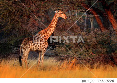 Giraffe in forest with big trees, evening light 48639226