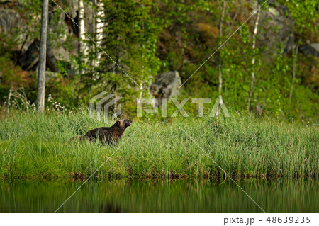 Running Wolverine in Finnish taiga 48639235