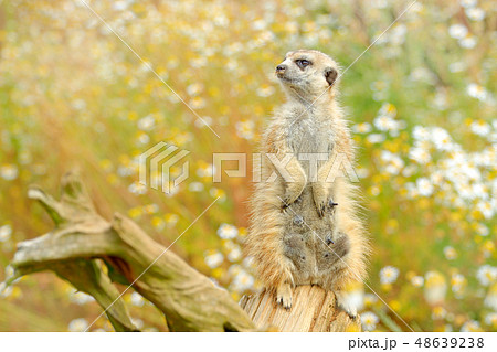 Beautiful animal in the nature habitat. 48639238