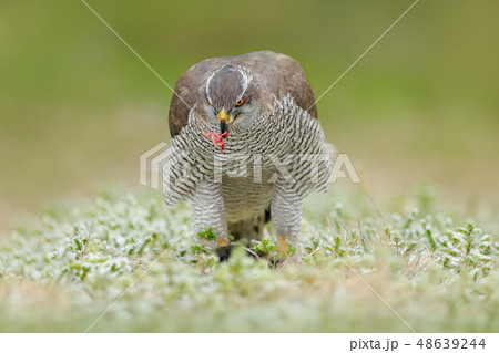 Goshawk, Accipiter gentilis, feeding on squirrel Goshawk, Accipiter gentilis, feeding on squirrel 48639244
