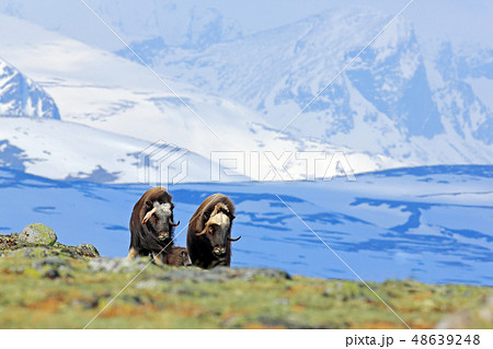 Musk Ox, Ovibos moschatus, with mountain 48639248