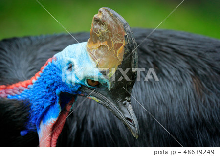 Detail portrait of Southern cassowary 48639249