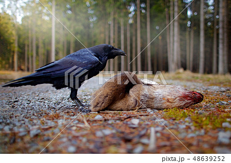 Raven with dead European Roe Deer Raven with dead European Roe Deer 48639252