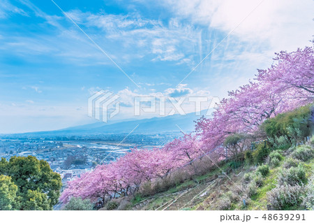 松田山の桜 松田山の桜 48639291