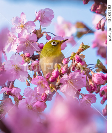 松田山の桜 松田山の桜 48639292