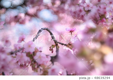 松田山の桜 松田山の桜 48639294