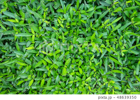 Natural green grass turf yard texture background 48639350