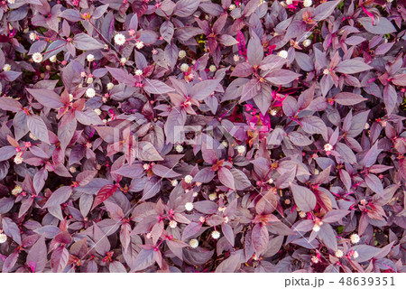Violet purple leaves bush texture background 48639351