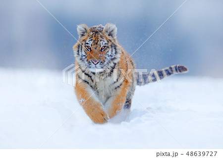 Amur tiger in wild winter nature 48639727