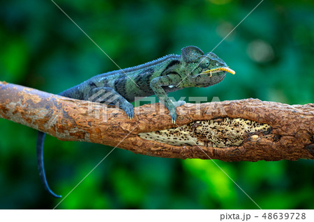 Malagasy giant chameleon, Furcifer oustaleti 48639728